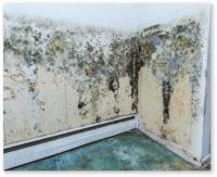 Rapid Remediation - The Mold Damage Experts image 3